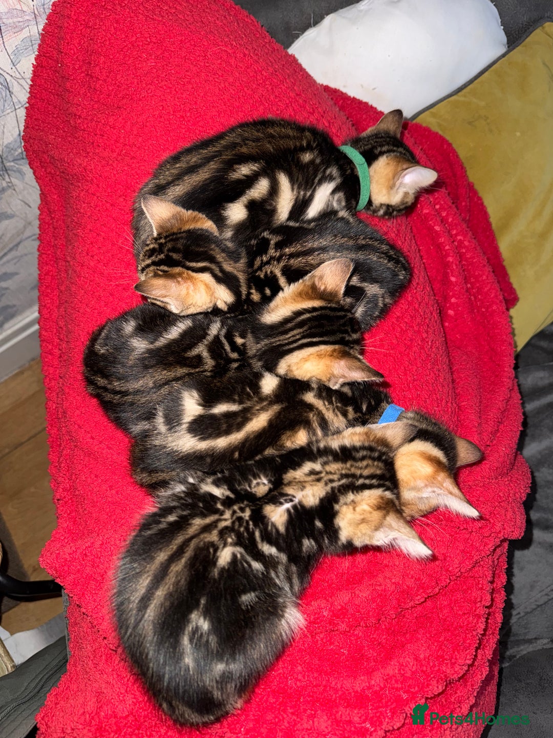 Bengal cats for sale: LAST ONE! Stunning Bengal kittens - Advert 14