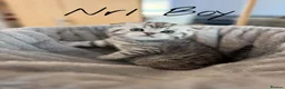 Scottish Fold cats for sale: 4 Pedigree Scottish Fold/Straight Kittens - Advert 14