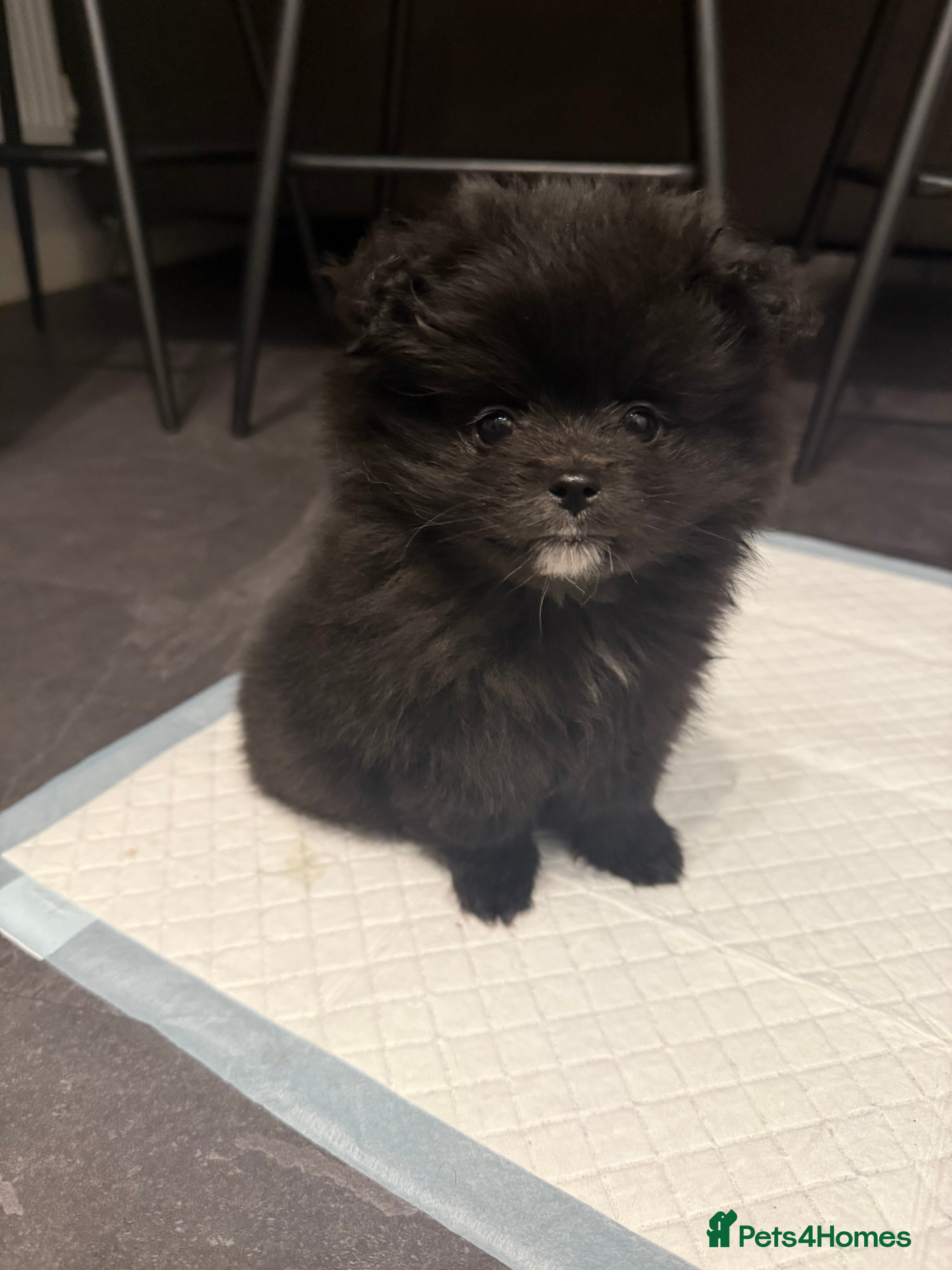 Pomeranian dogs X2 Pomeranian boys  - Advert 18