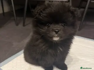 Pomeranian dogs X2 Pomeranian boys - Advert 18