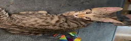 Mixed Breed cats for sale: Beautiful Bengal x Domestic Short Hair Kittens 🐾 - Advert 5