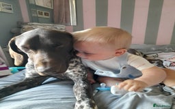 German Shorthaired Pointer dogs for sale: Loki - German short haired pointer - Image 4