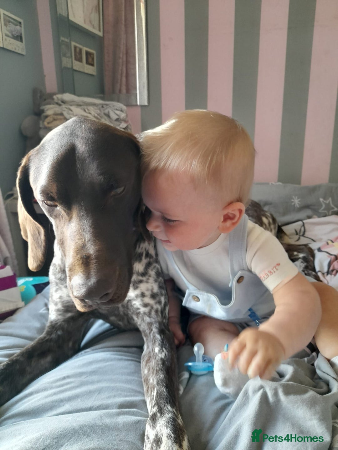 German Shorthaired Pointer dogs for sale: Loki - German short haired pointer - Image 4