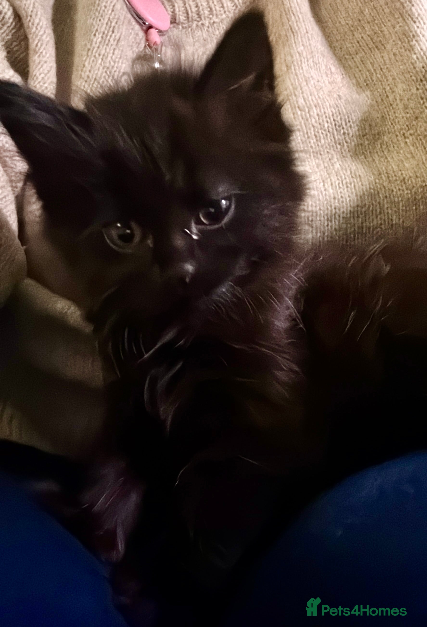 Mixed Breed cats Ready to go. Very soft&cuddly Longhair girl - Advert 2