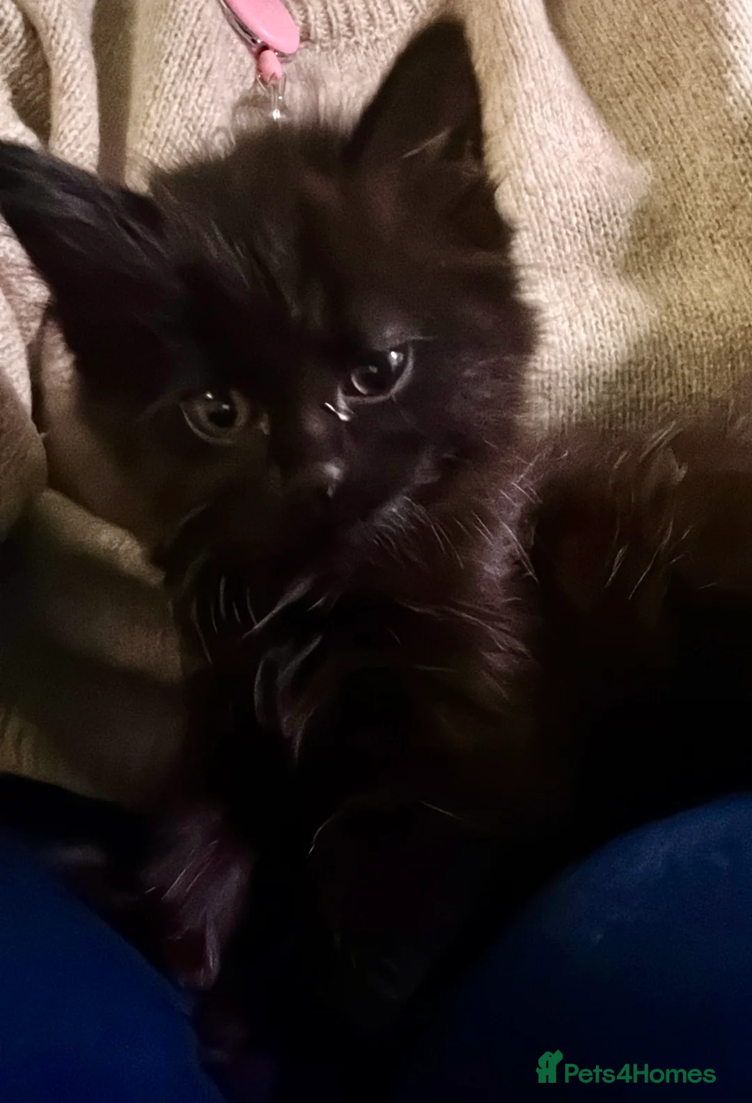 Mixed Breed cats for sale: Ready to go. Very soft&cuddly Longhair girl - Advert 1