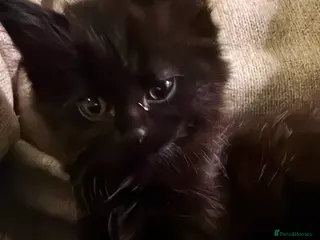 Mixed Breed cats Ready to go. Very soft&cuddly Longhair girl - Advert 6