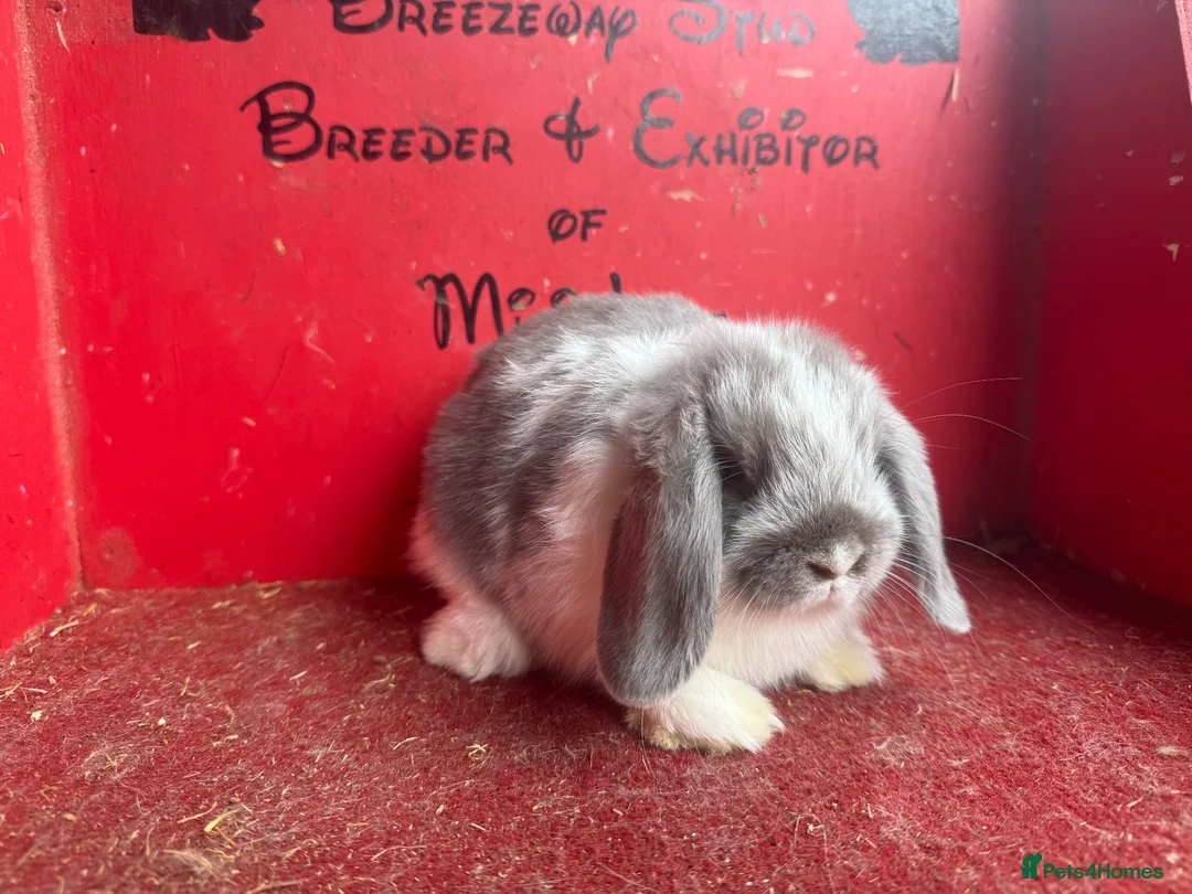 Mini Lop rabbits for sale: Beautiful mini lop babies ready now  - Advert 1