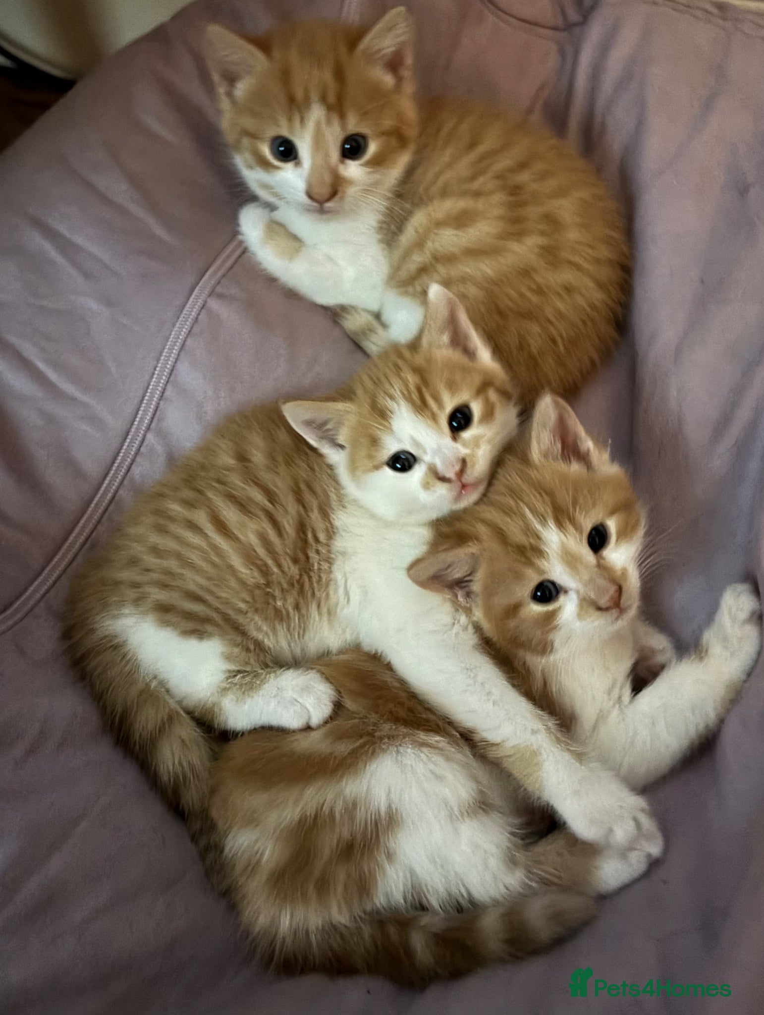 Mixed Breed cats Kittens 2girls 2boys left ginger/white ready today - Advert 1