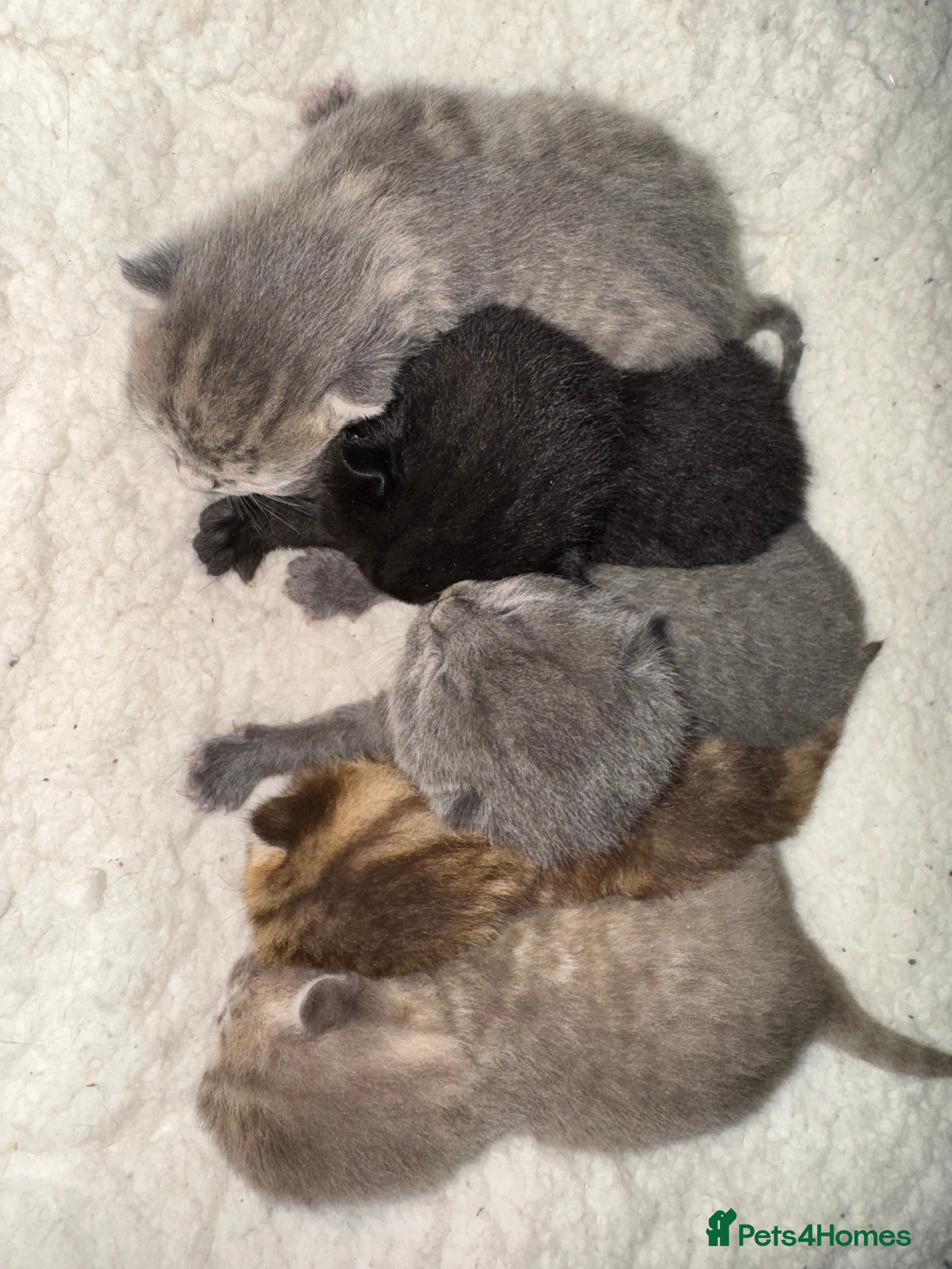 Brazilian Shorthair cats British shorthairs kittens - Advert 2