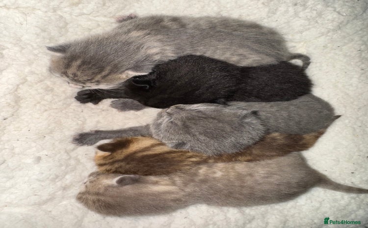 Brazilian Shorthair cats - Advert 1