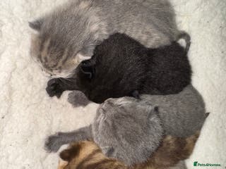 Brazilian Shorthair cats British shorthairs kittens - Advert 3