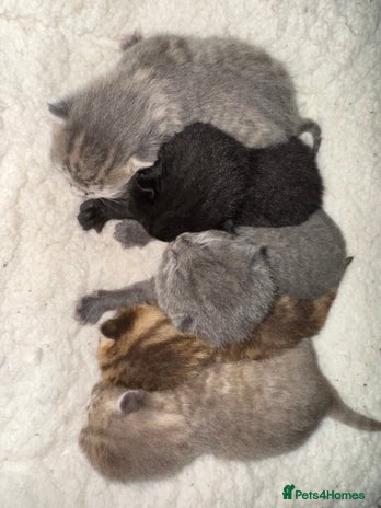 Brazilian Shorthair cats - Advert 2