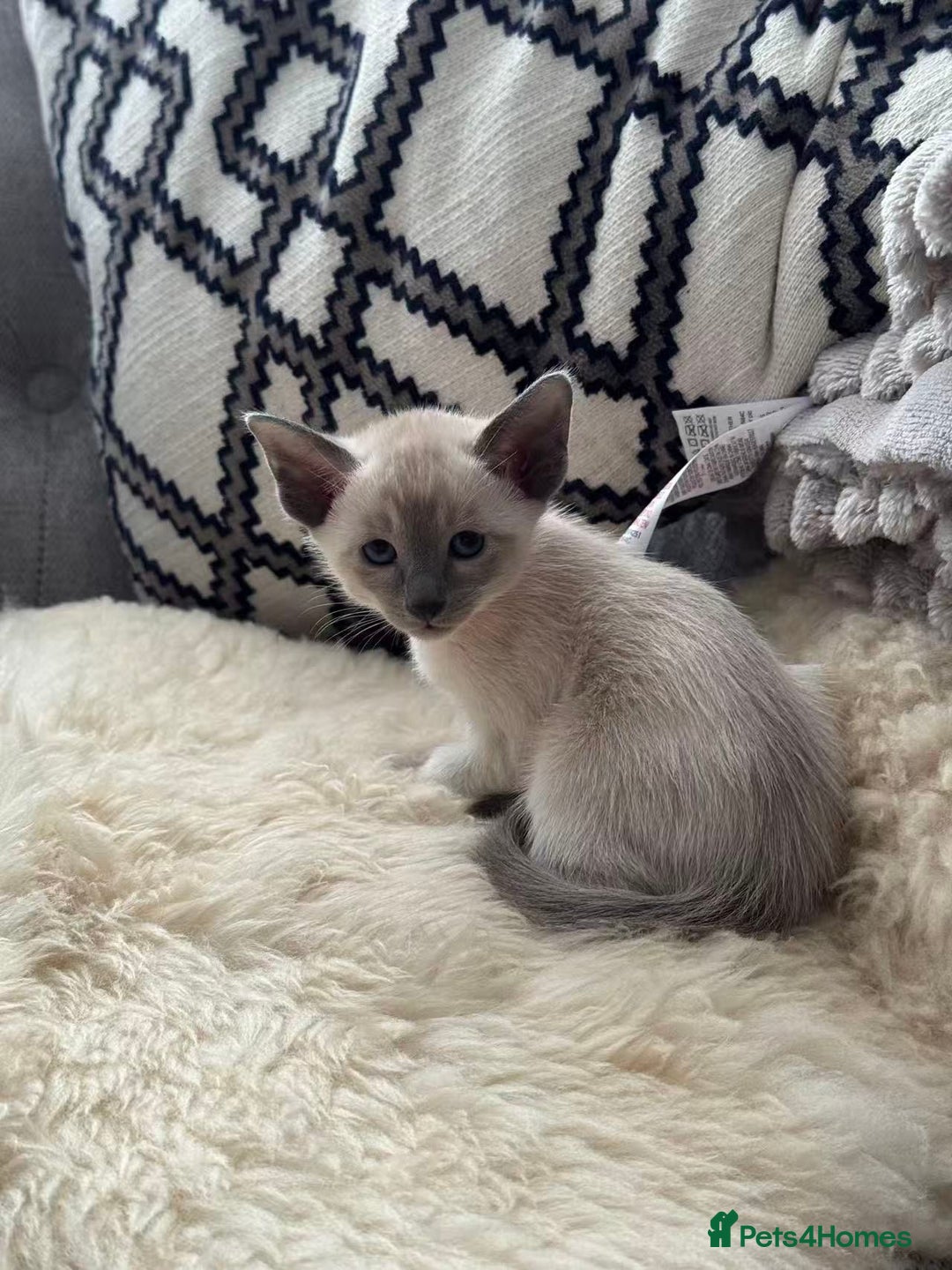 Siamese cats for sale: Beautiful Siamese Kittens – Ready February - Advert 9