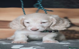Miniature Dachshund dogs for sale: CREAM MINIATURE DACHSHUNDS CHAMPION PEDIGREE  - Image 20