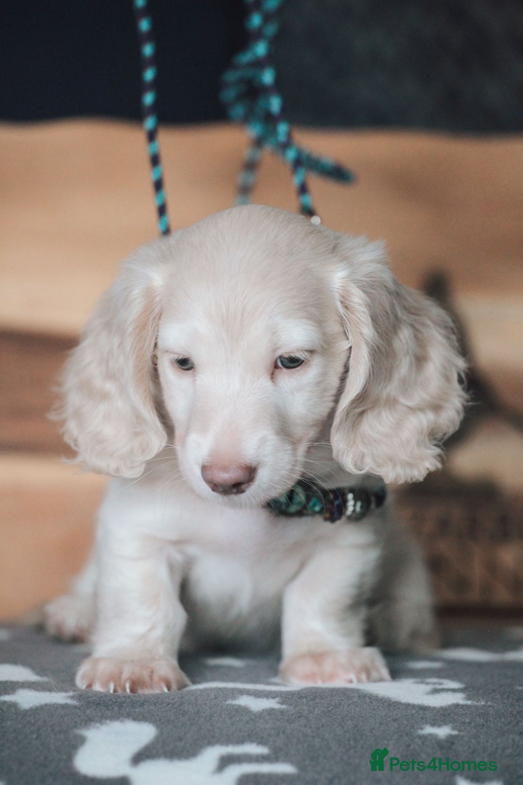 Miniature Dachshund dogs for sale: CREAM MINIATURE DACHSHUNDS CHAMPION PEDIGREE  - Image 20