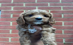 Cavapoo dogs for sale: Adorable Healthy Cavapoo Puppies  - Image 7