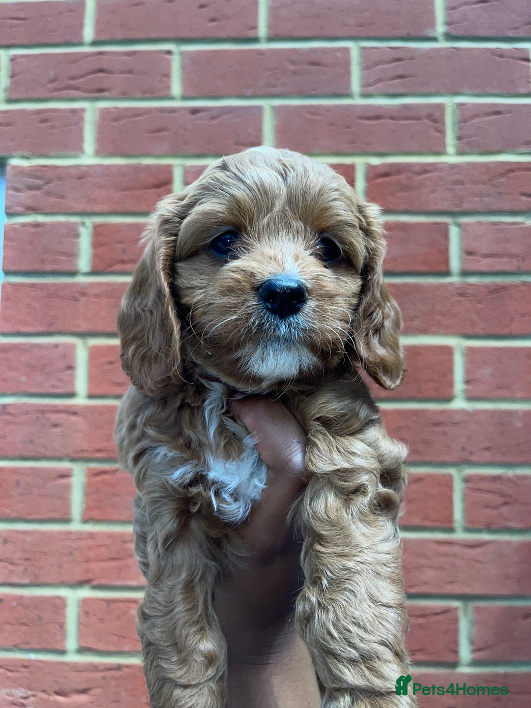 Cavapoo dogs for sale: Adorable Healthy Cavapoo Puppies  - Image 7