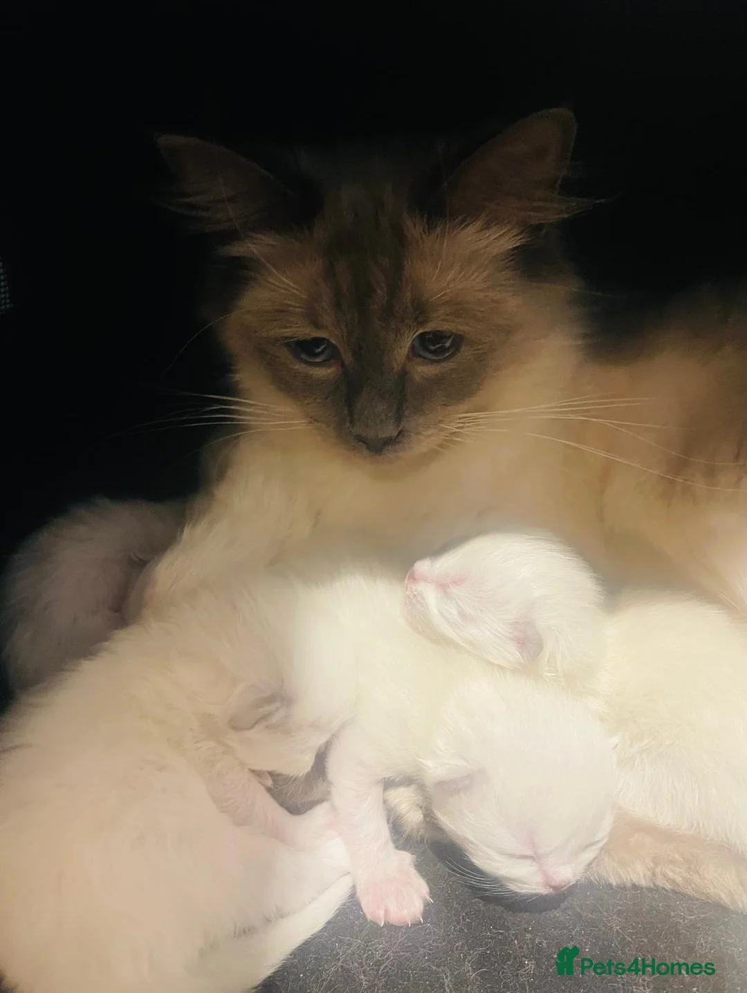 Ragdoll cats for sale: Kittens  - Advert 17