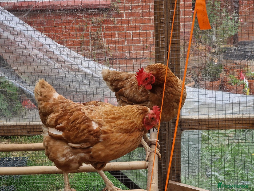 Chickens poultry for sale: Shaver brown chickens - Image 11