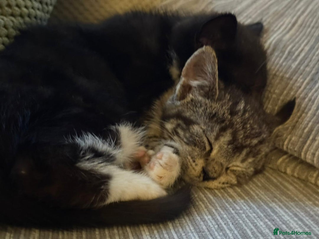 Domestic Shorthair cats for sale: 2 Kittens need a new home  - Image 4