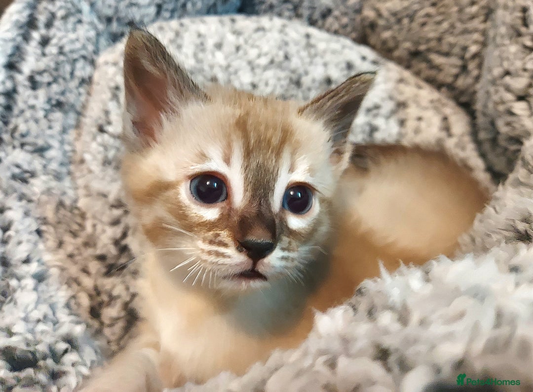 Bengal cats for sale: Snow Lynx Bengal Kittens - Advert 9