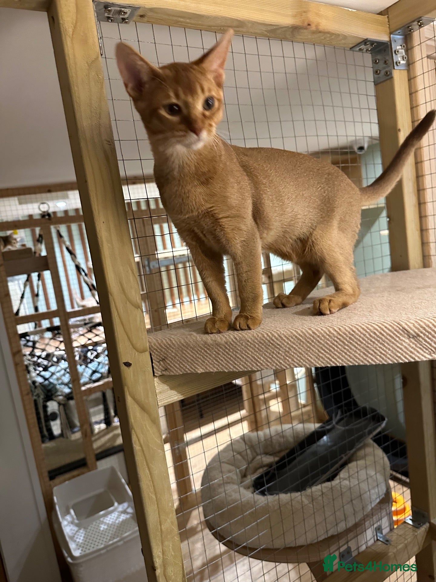 Abyssinian cats Abyssinian kittens  - Advert 2