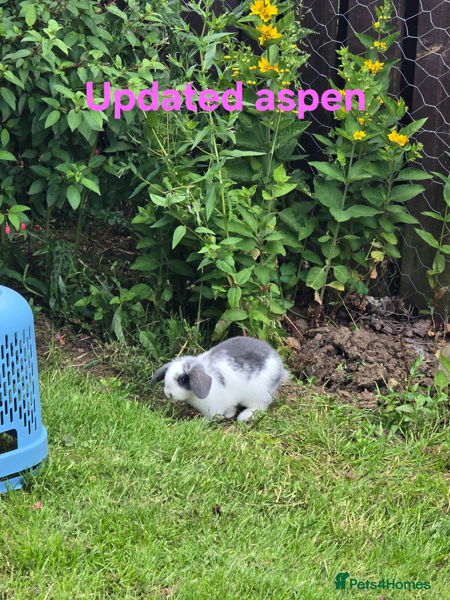 Mini Lop rabbits Beautiful mini lops x10 - Advert 2