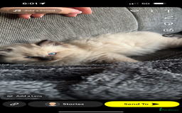 Ragdoll cats for sale: 10 week old Ragdoll kitten Male - Image 6