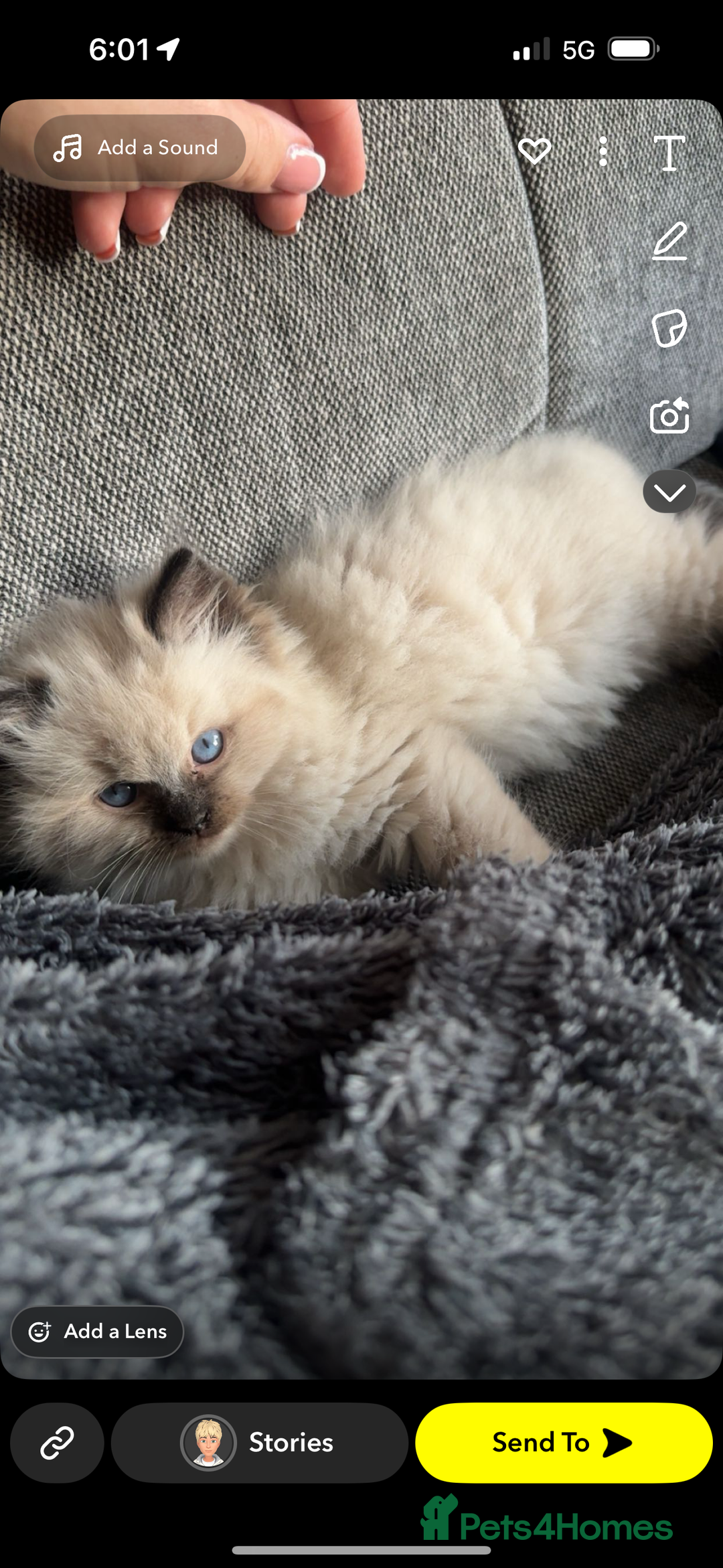 Ragdoll cats for sale: 10 week old Ragdoll kitten Male - Image 6