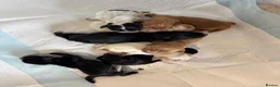 Cocker Spaniel dogs for sale: 🧬Beautiful Show Type Cocker Spaniel Puppies🧬 - Advert 12