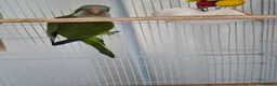 Parrots birds for sale: 1.5 year old male Quaker Parrot  in Manchester - Advert 5