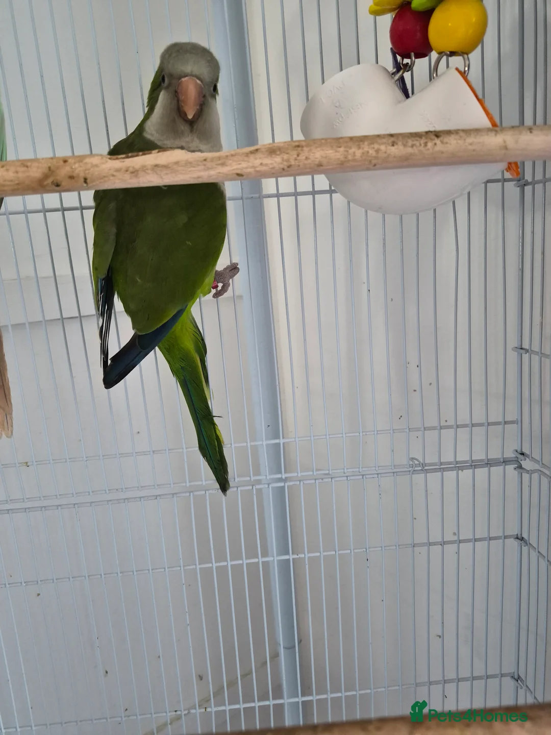 Parrots birds for sale: 1.5 year old male Quaker Parrot  in Manchester - Advert 5
