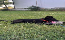 Belgian Shepherd Dog dogs for sale: 2 Stunning 6-Month Belgian Malinois Male Puppies - Image 2