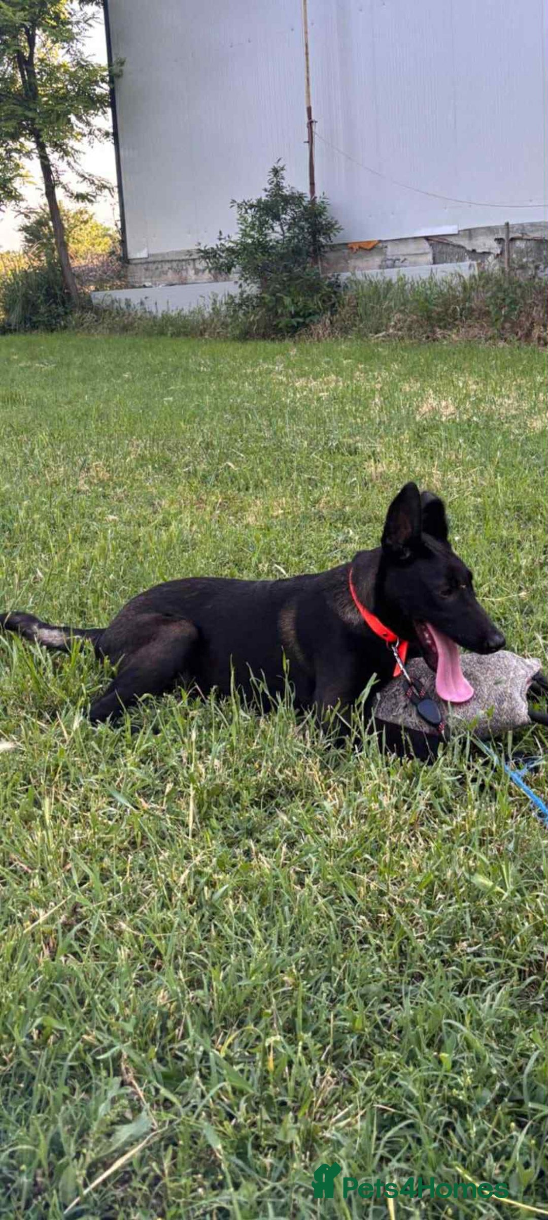 Belgian Shepherd Dog dogs for sale: 2 Stunning 6-Month Belgian Malinois Male Puppies - Image 2