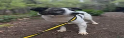 Mixed Breed dogs for adoption: Laura - Norwich Norfolk  in Norwich - Advert 1