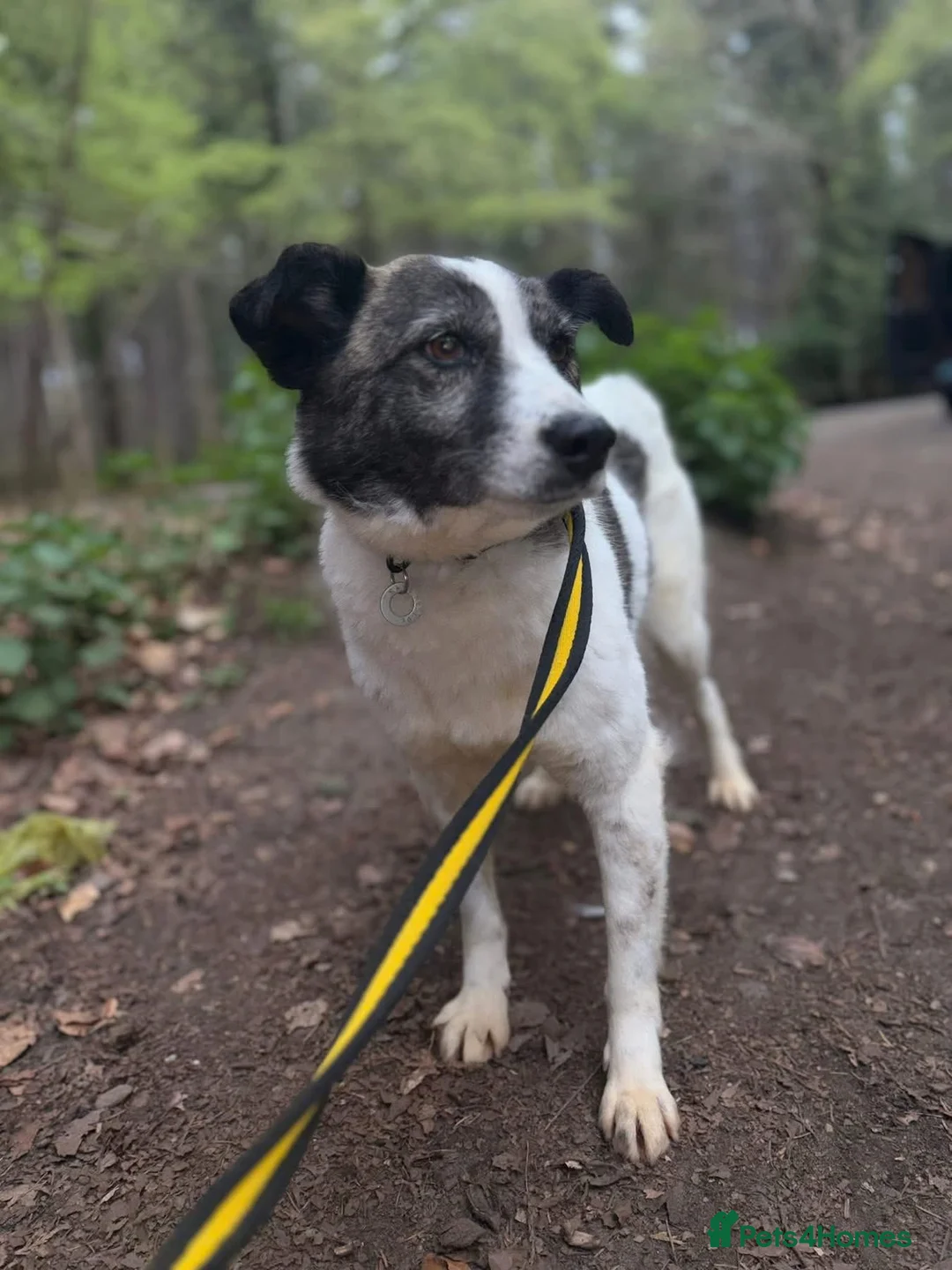 Mixed Breed dogs for adoption: Laura - Norwich Norfolk  in Norwich - Advert 1