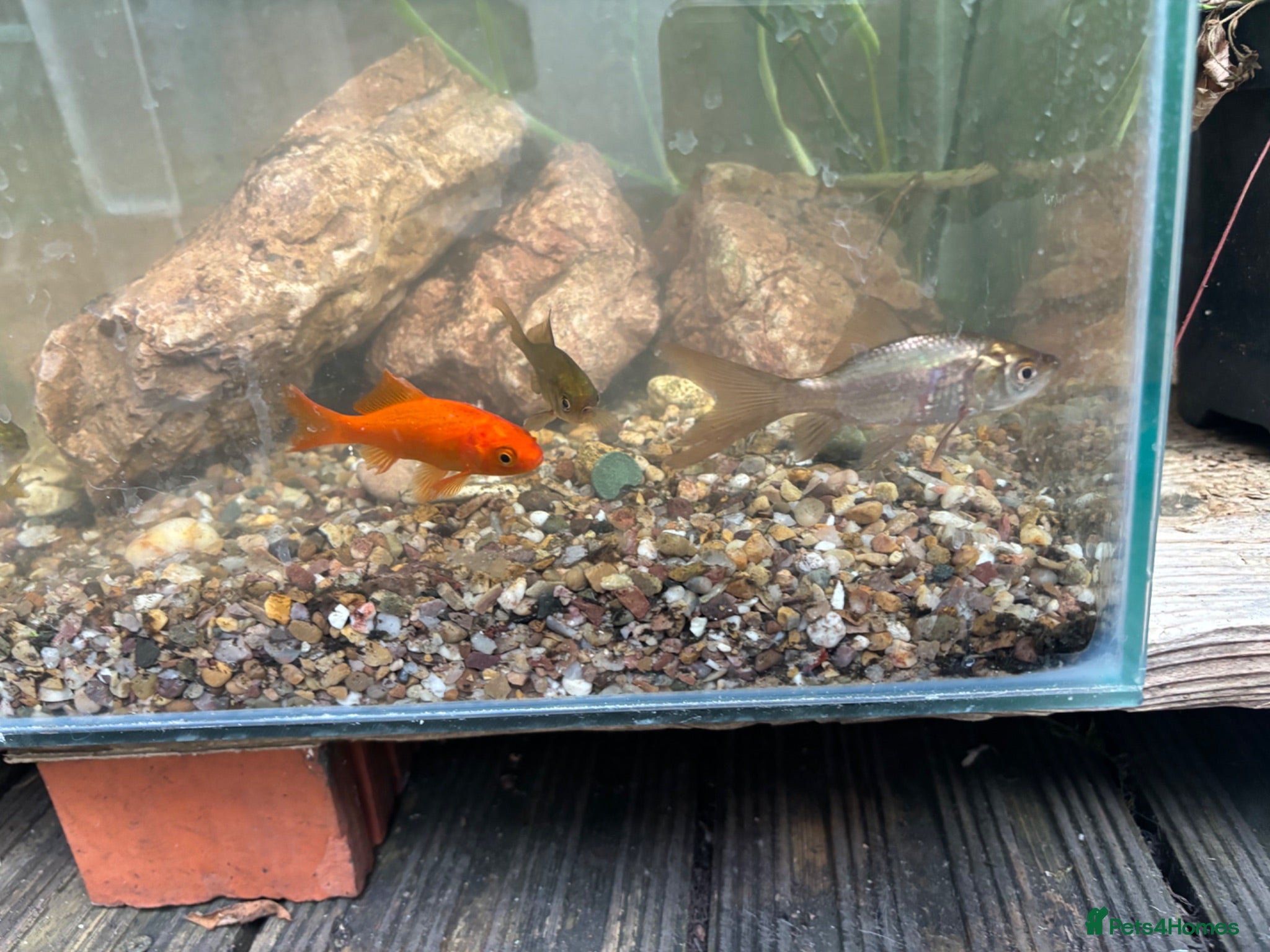 Goldfish fish Goldfish free to good home - Advert 11