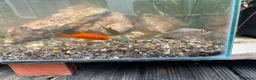 Goldfish fish for sale: Goldfish free to good home in Oxford - Advert 1