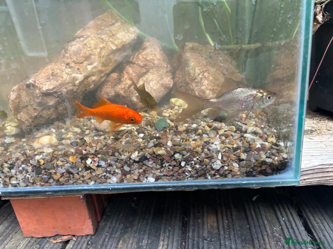 Goldfish fish for sale: Goldfish free to good home in Oxford - Advert 1