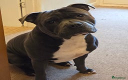 Staffordshire Bull Terrier dogs for sale: Beautiful Staffordshire bull terrier - Image 1