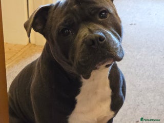 Staffordshire Bull Terrier dogs - Advert 31