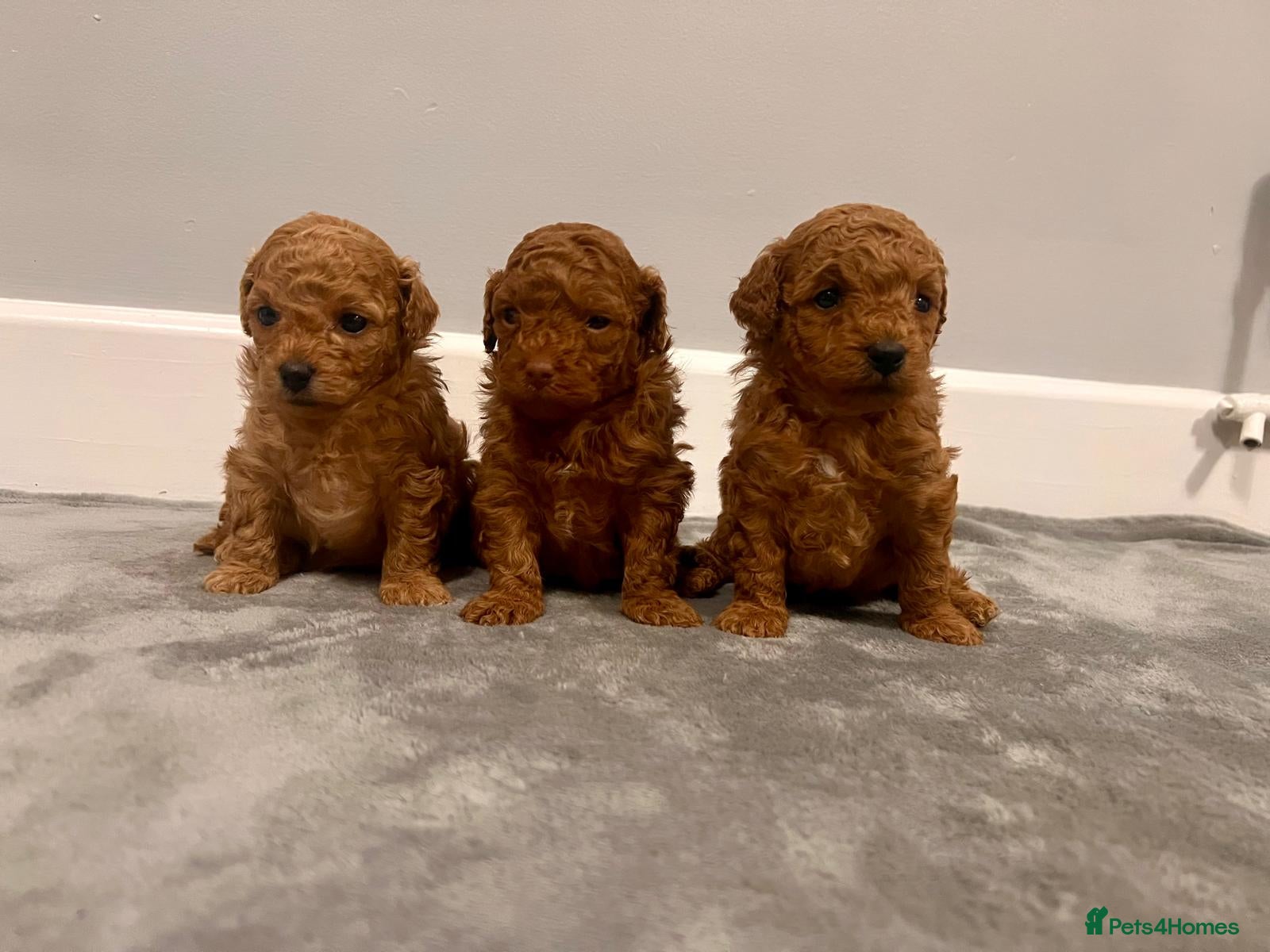 Mixed Breed dogs 🐩Asian Line Poodles-Fox Red, Apricot 🐩  - Advert 2