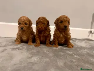 Mixed Breed dogs 🐩Asian Line Poodles-Fox Red, Apricot 🐩 - Advert 2