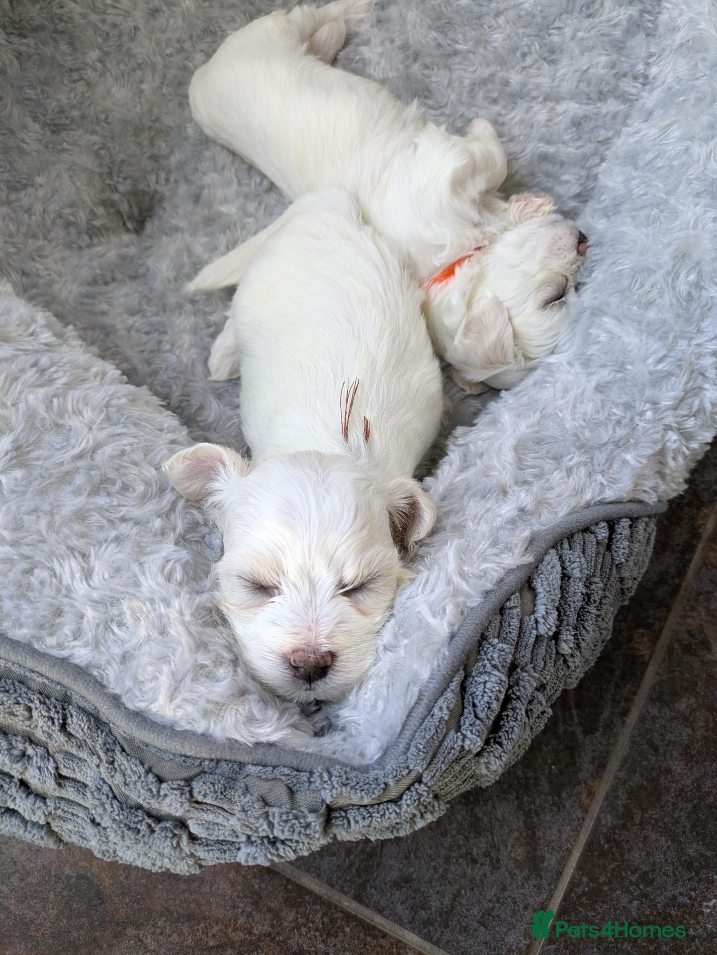 Mixed Breed dogs Maltichon  - Advert 1