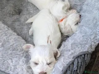 Mixed Breed dogs Maltichon - Advert 1