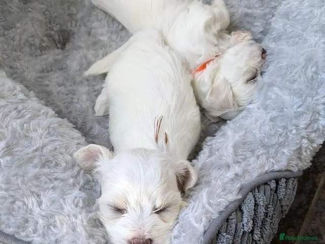 Mixed Breed dogs for sale: Maltichon - Advert 11