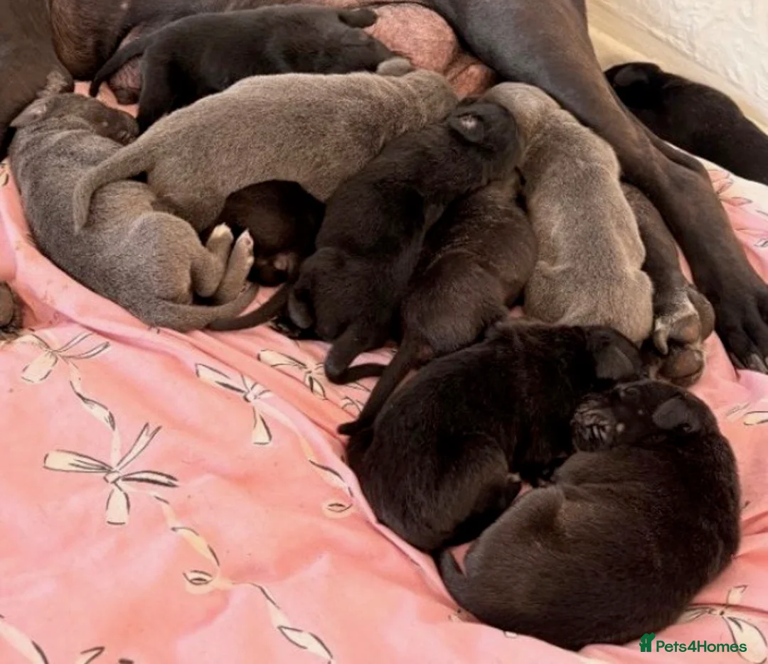Cane Corso dogs for sale: Blue Male Cane Corso - Advert 4