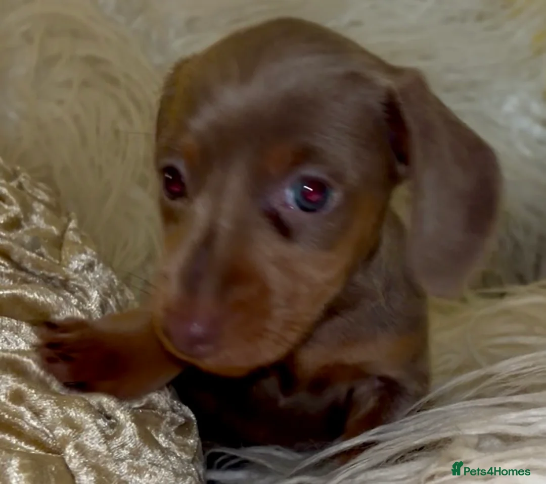 Dachshund dogs for sale: Two female identical twins and a male - Advert 4