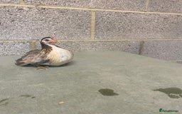 Chickens poultry for sale: 11 week old Serama frizzle bantams  in Milton Keynes - Advert 5