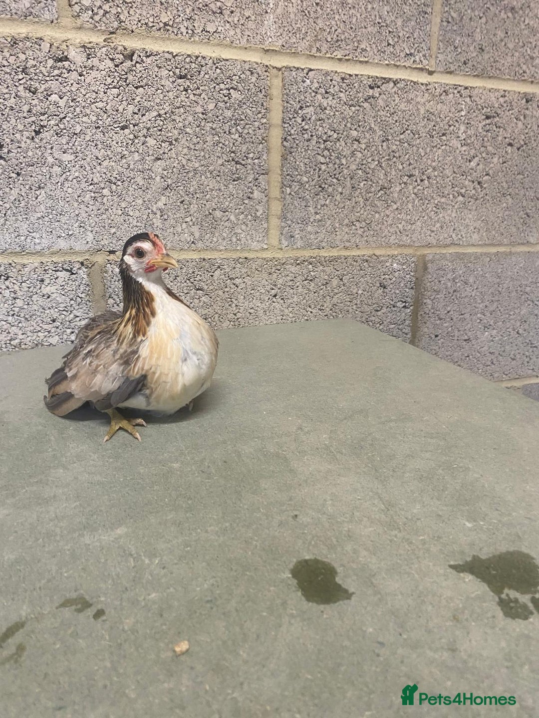 Chickens poultry for sale: 11 week old Serama frizzle bantams  in Milton Keynes - Advert 5